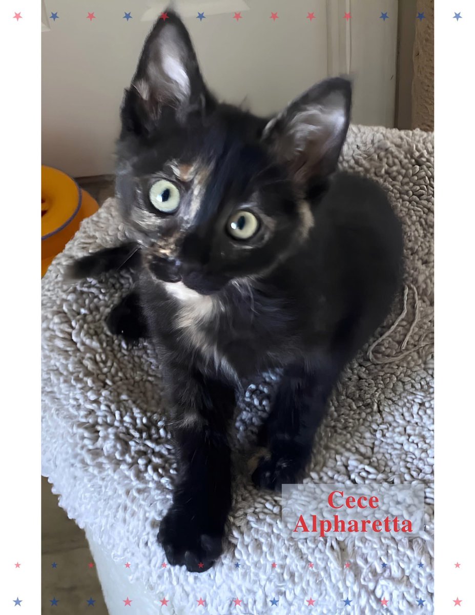 FeralCatProgram's tweet photo. Celebrate Memorial Day with a new best friend! 😺

Adoptions at PetSmart—TODAY‼️
11am - 3pm | Alpharetta and Cumming

#fcpga #WeSaveCats #adoptlove PetSmart Charities https://t.co/QZ8Pg3pnt4