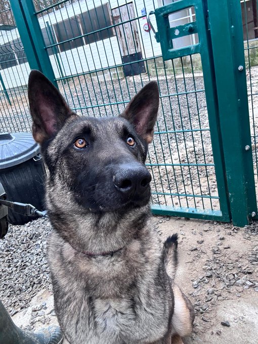 German Shepherd Rescue Elite ( GSRE ) tweet media