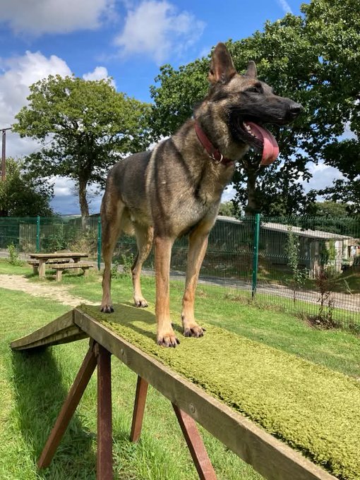 German Shepherd Rescue Elite ( GSRE ) tweet media
