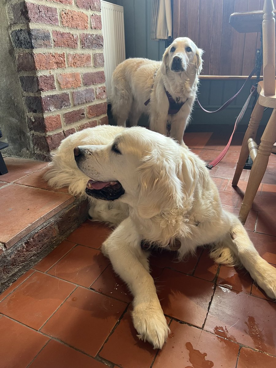 DiggerandB's tweet photo. Lunch out - chatting to very friendly lab through the fireplace. He has sausages…We also want sausages please🥰
#shipinnfosdykebridge https://t.co/IitaNLLKAN