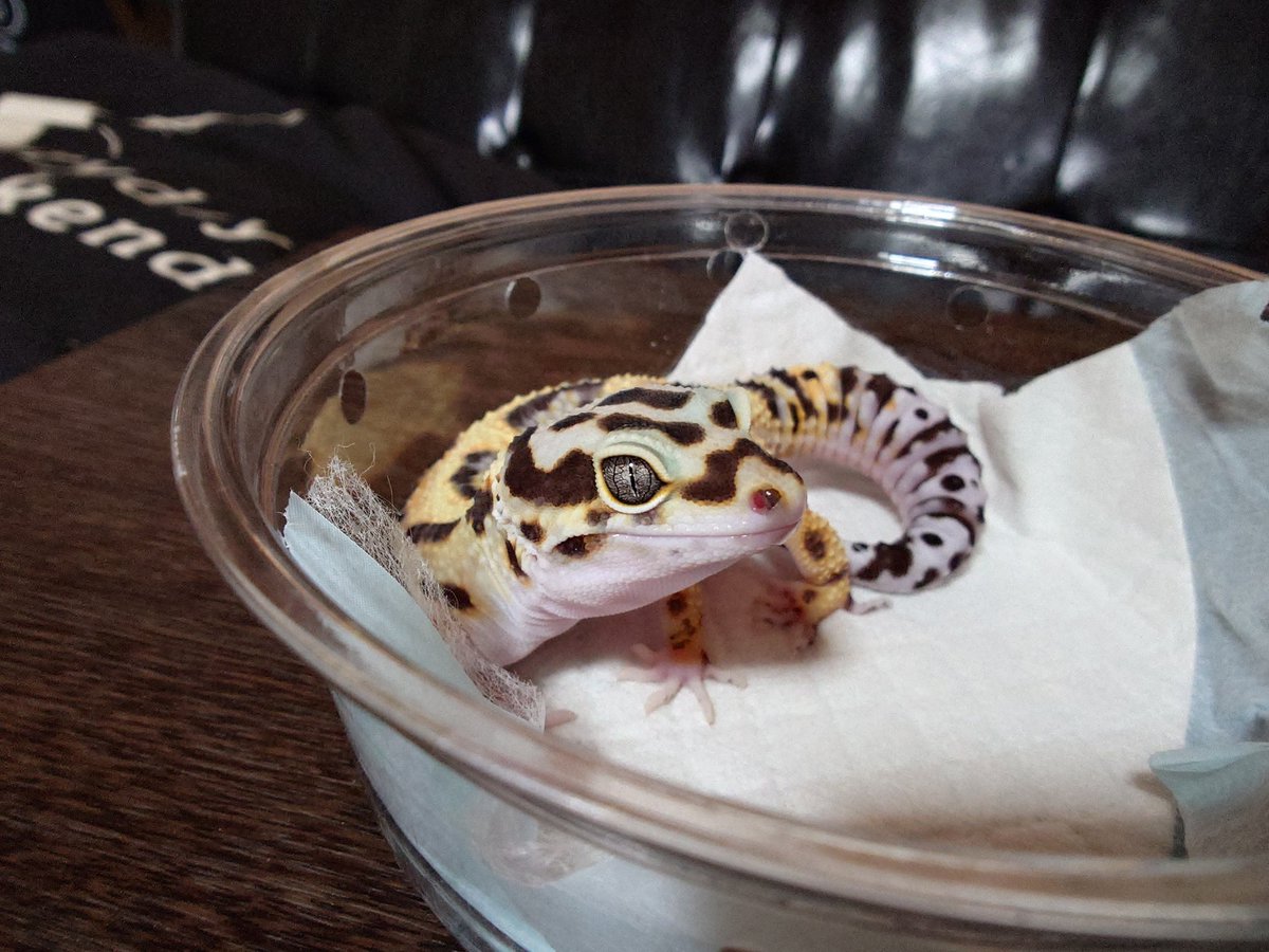 tyrant_ta's tweet photo. バンディットお迎えしました〜🦎 https://t.co/j1AL0j3GmK