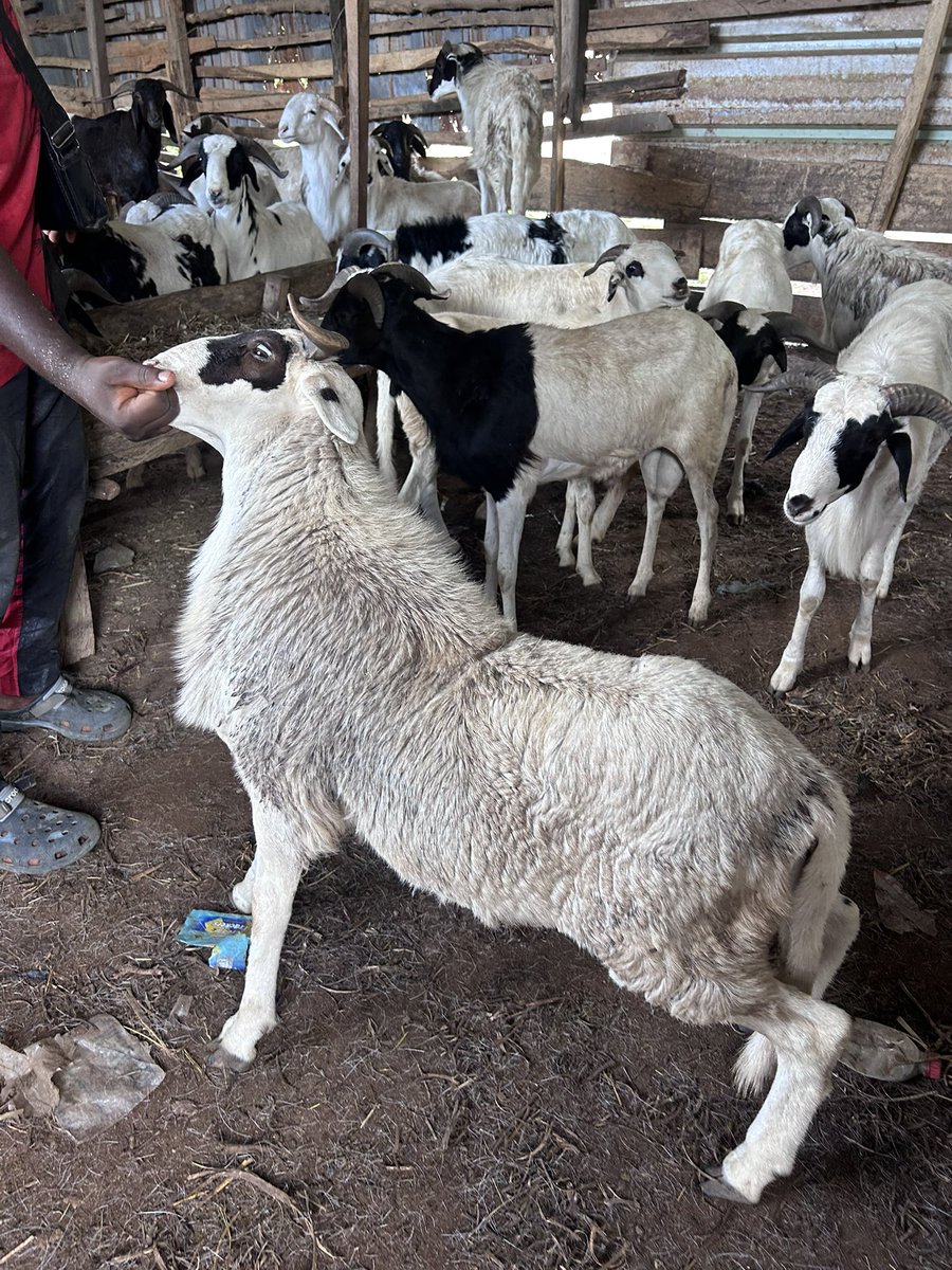 Tamilah18's tweet photo. Healthy and well bred rams available at affordable prices. 📍: ADS primary school, Testing ground Osogbo.

Frame 1: 200k
Frame 2: 300k
Frame 3: 400k https://t.co/Eq7Jhzkb3S