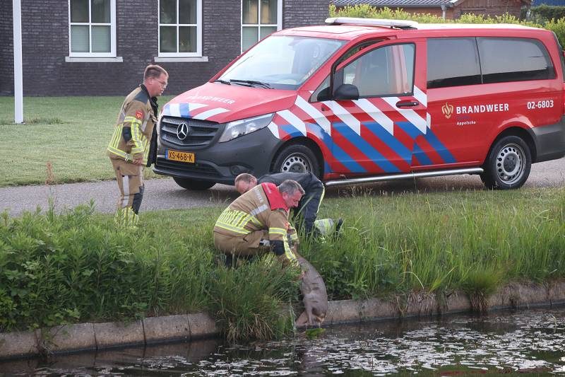 Brandweer redt opnieuw een ree uit water in Appelscha
