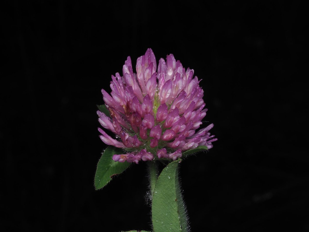 Shoubugloveyay's tweet photo. ムラサキツメクサ (Trifolium pratense)
公園や市街地でよくみる雑草ですが、実はユーラシア大陸の外来種です。
学名の記載は、分類学の父とも呼ばれるカール • フォン • リンネによって行われました。 https://t.co/slpzmTIbBB