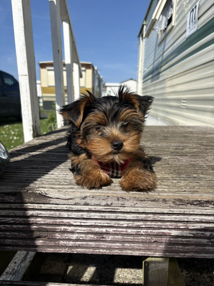 Raph&Jade🐶🕊️💫 & Zoé 🐶💕- belgesympa tweet media