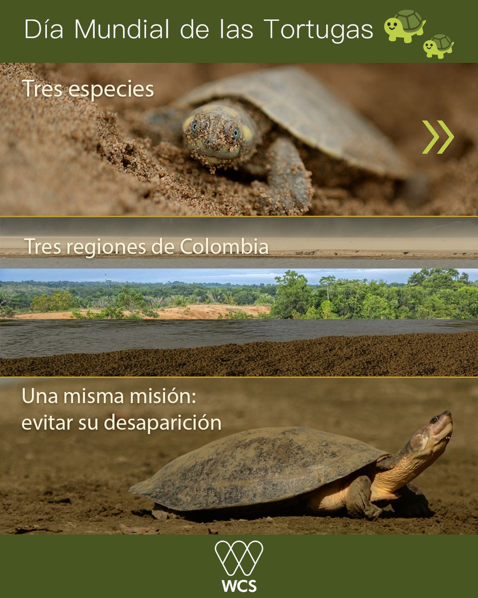 WCS Colombia 💚 tweet media