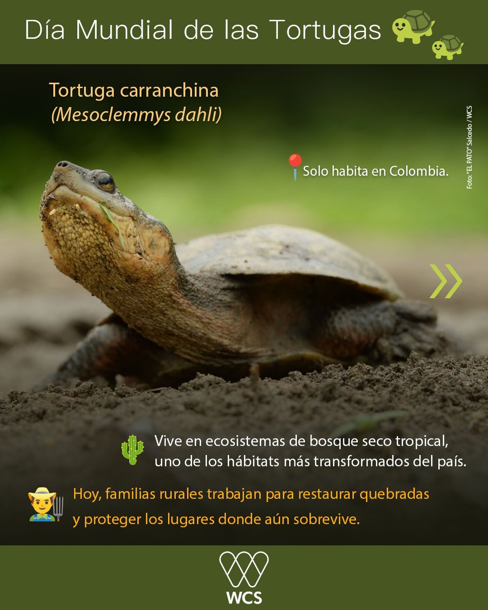 WCS Colombia 💚 tweet media