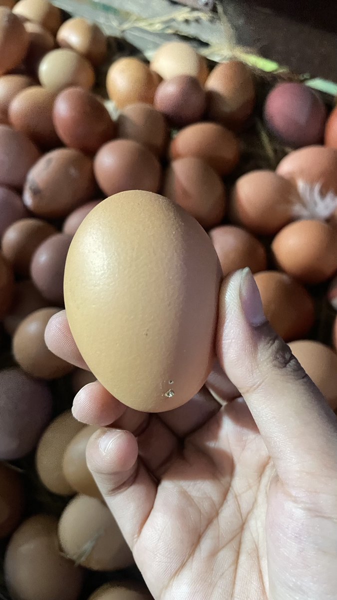 BbyPinkeupinkeu's tweet photo. Aku ada trik milih telur buat yang lagi diet atau nge-gym nih..
kalau mau putih telur (protein) lebih banyak, mending cari yg bentuknya LONJONG jangan yg bulet
Soalnya yang lonjong itu putih telurnya lebih banyak, kalau yg bulet
biasanya kuningnya yg lebih gede
Lumayan bgt kan bisa dapet protein extra karena milih bentuknya doang

Kalian baru tau trik ini atau tim asal ambil aja yang penting telur ???
