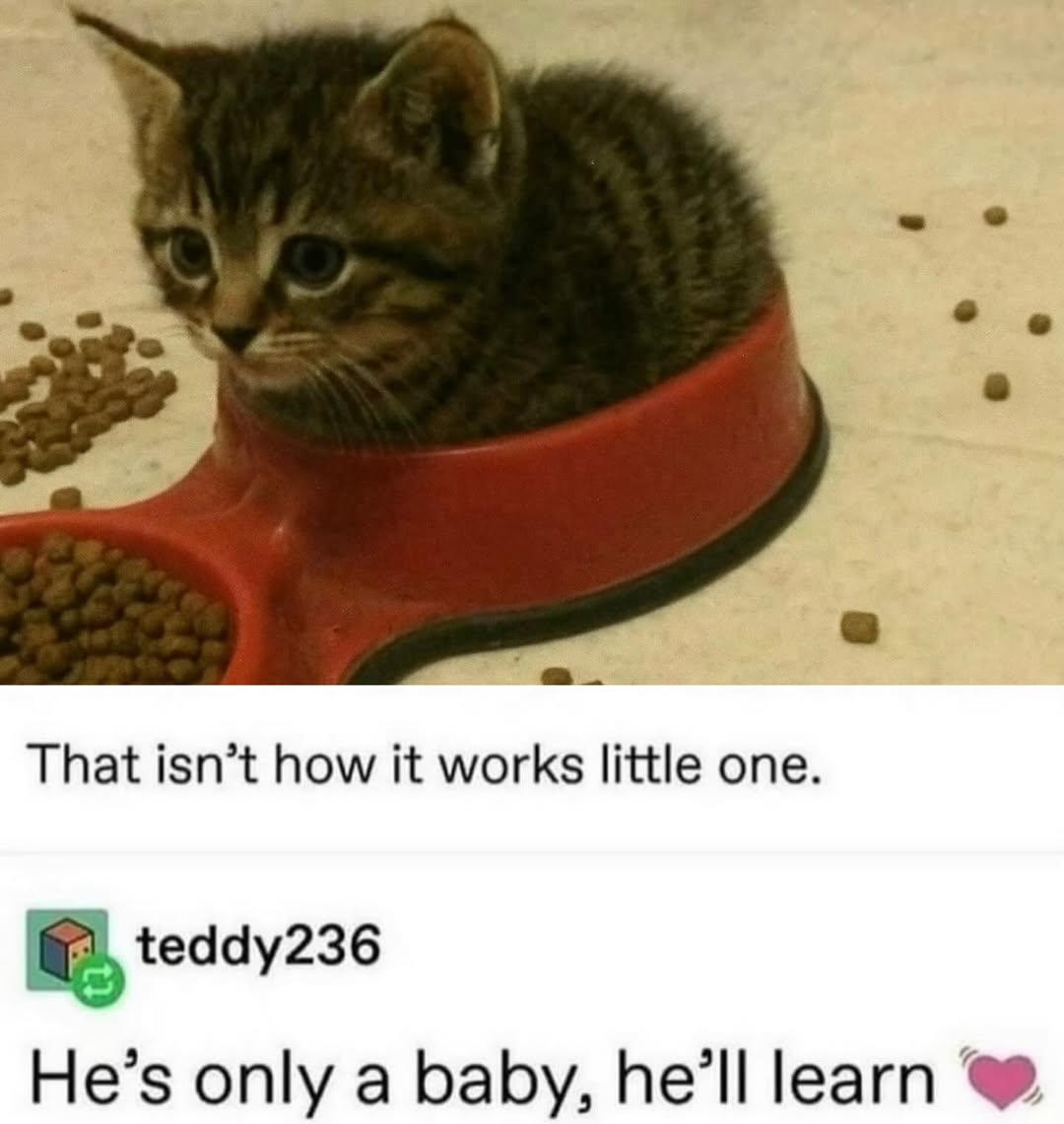 smol silly cat tweet media