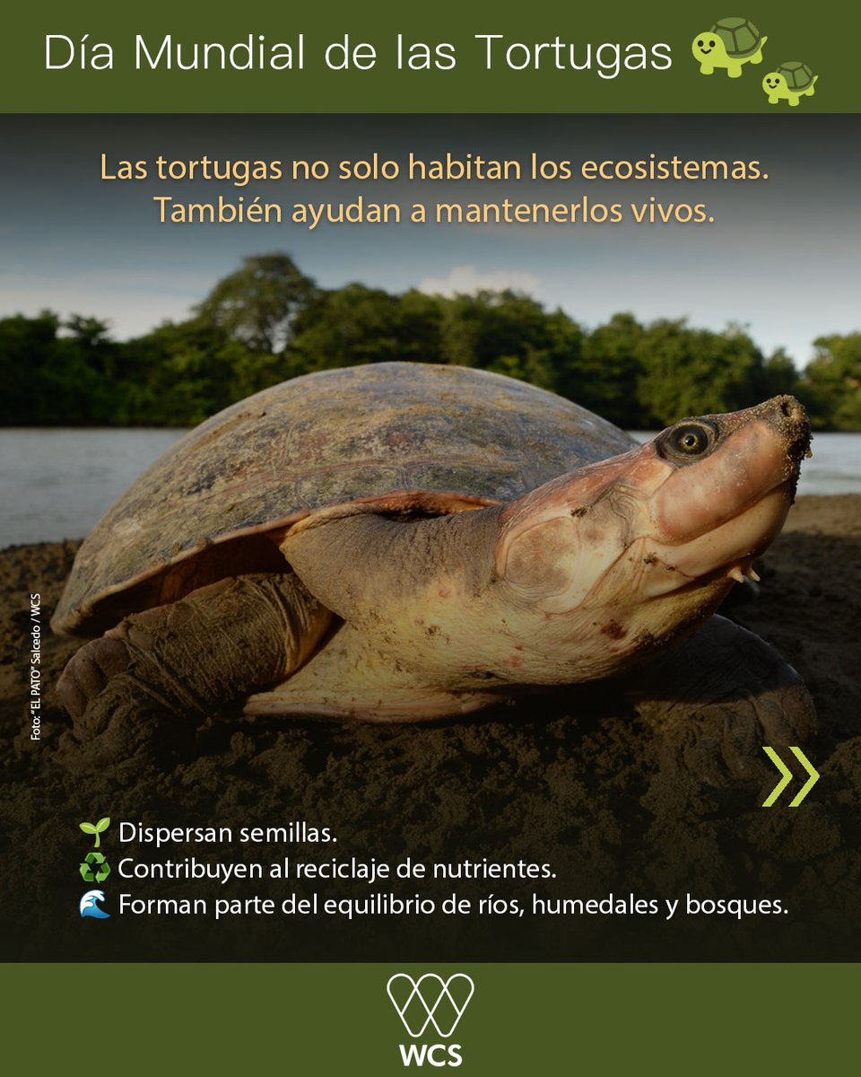 WCS Colombia 💚 tweet media