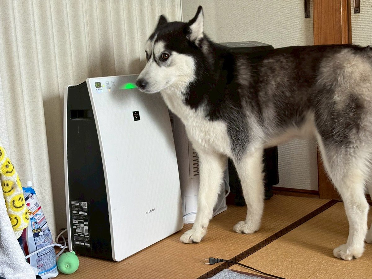 husky_edward's tweet photo. 困った顔の犬可愛すぎるよ😭(犬飼ってない人でも困った顔してるなってわかると思う) https://t.co/gzpJcUN1NX