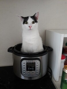 Tenleytown411's tweet photo. Thinking about adopting a cat?
Cats and kittens looking for forever homes will be at an adoption event this Saturday afternoon, May 23.
They'll be at PetMAC (4914 Wisconsin Avenue) from 12 noon to 2pm on 5/23.
#Tenleytown #PetMAC #CatAdoptions https://t.co/RfmcZl2XuH