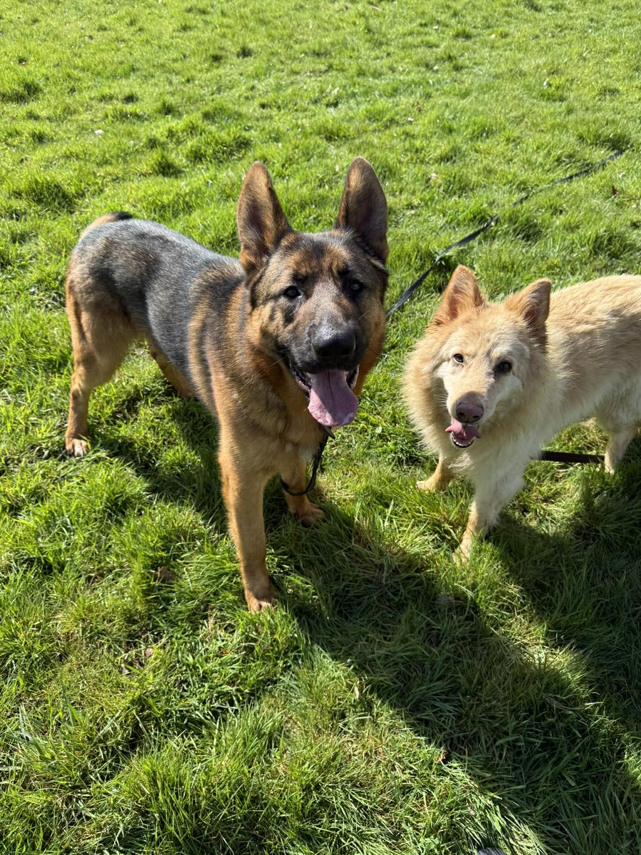 German Shepherd Rescue Elite ( GSRE ) tweet media