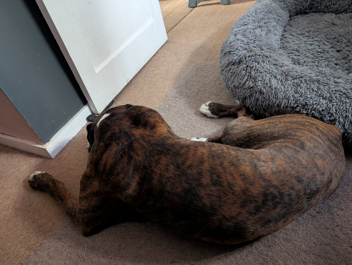 Henry_Boxer's tweet photo. My turn #Hector https://t.co/fNCkgMtkn6