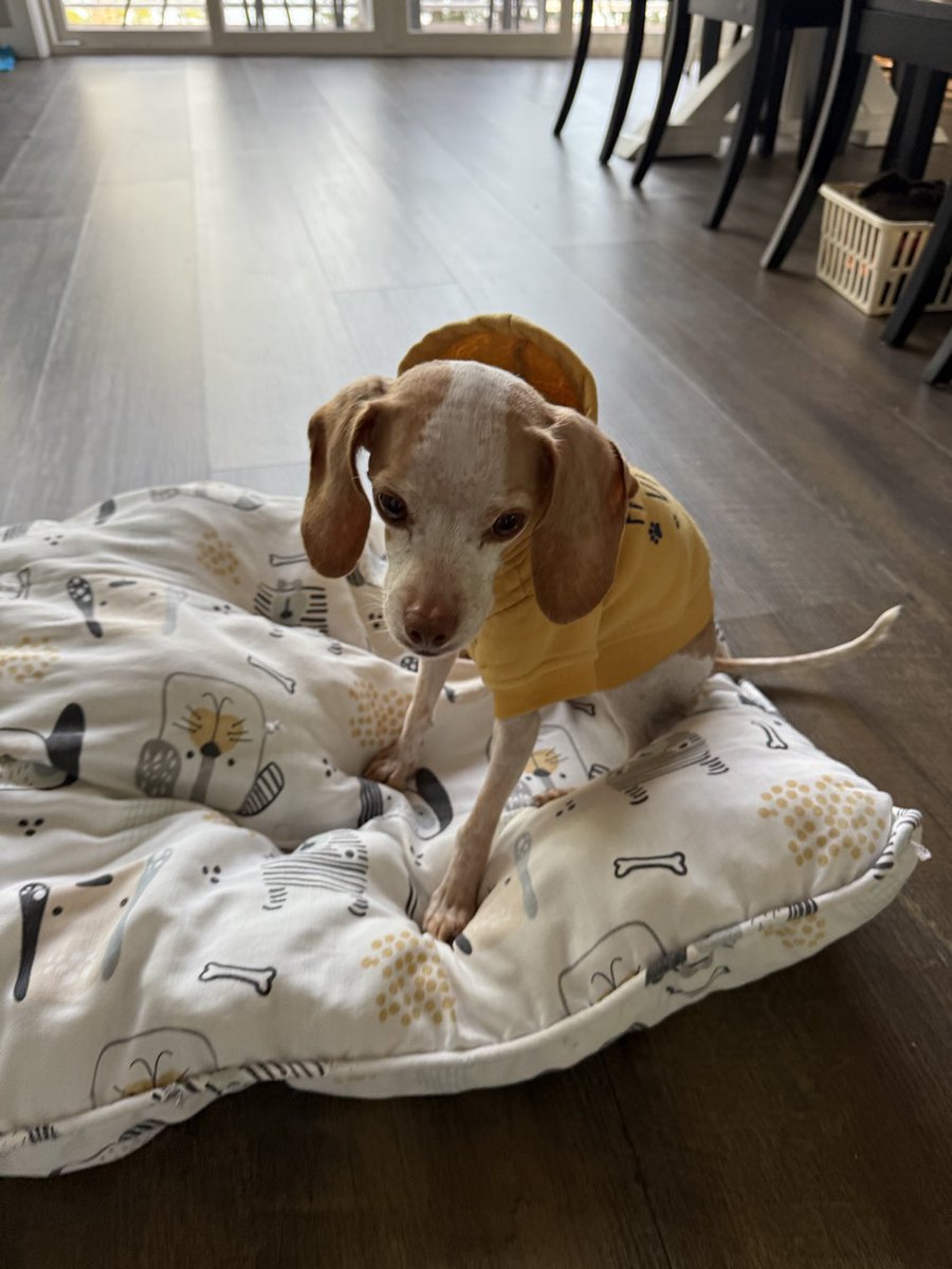 LemonBeagleBeau tweet media