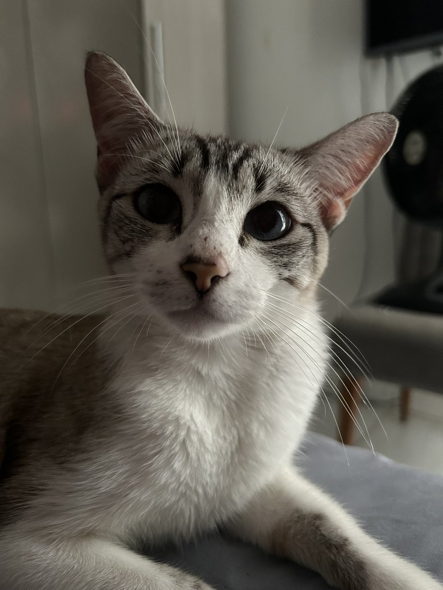 wassup, laísa tweet media