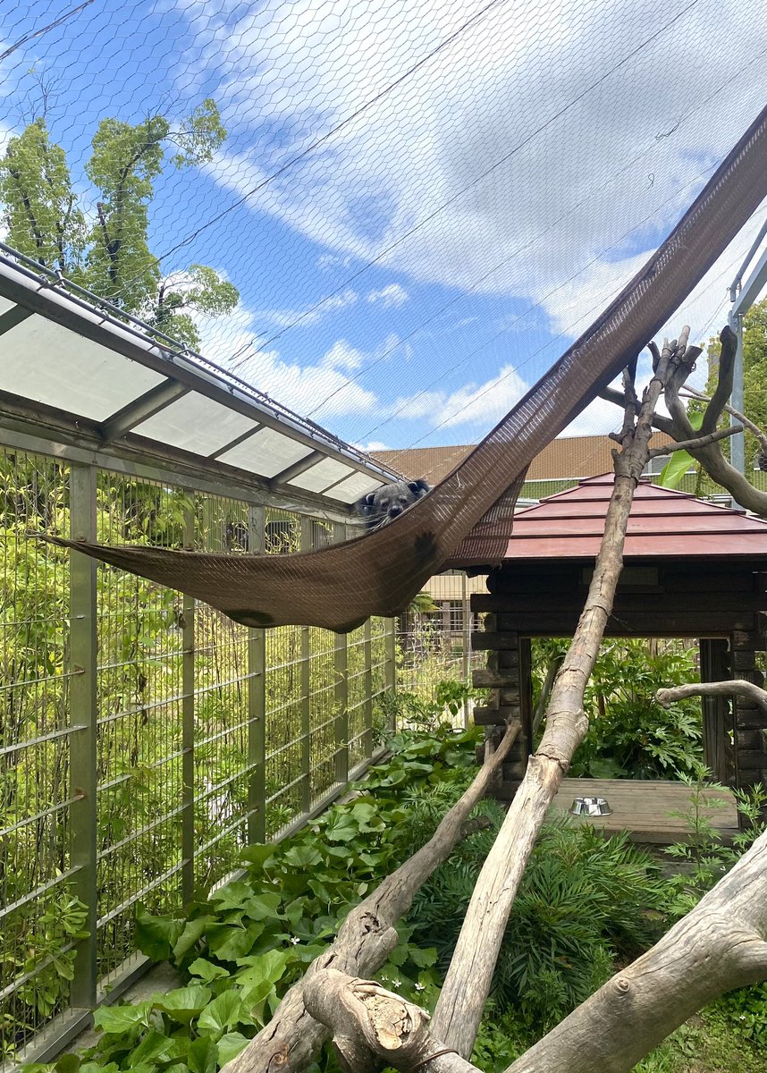 周南市徳山動物園(公式) tweet media