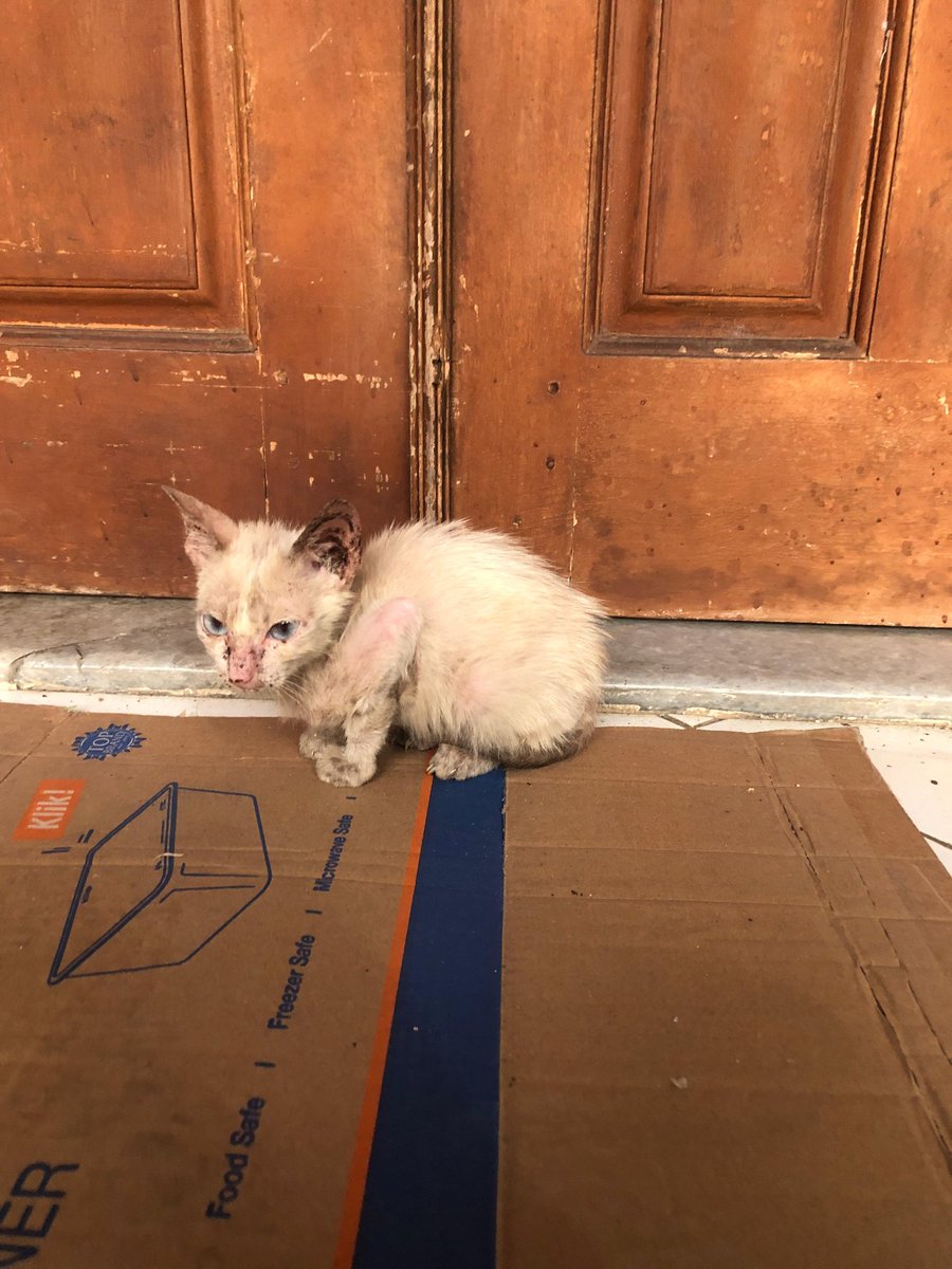 endorfine's tweet photo. TWITTER / X PLEASE DO YOUR MAGIC!

Ada kitten yg dateng tbtb ke kantor dan kondisinya sakit. Karena kantor aku gaboleh ada kucing jadi mungkin ada yang berkenan merawat? Soalnya kasihan kucingnya dipukul sapu, dilempar batu sama bocil seberang https://t.co/6xcdBvArko