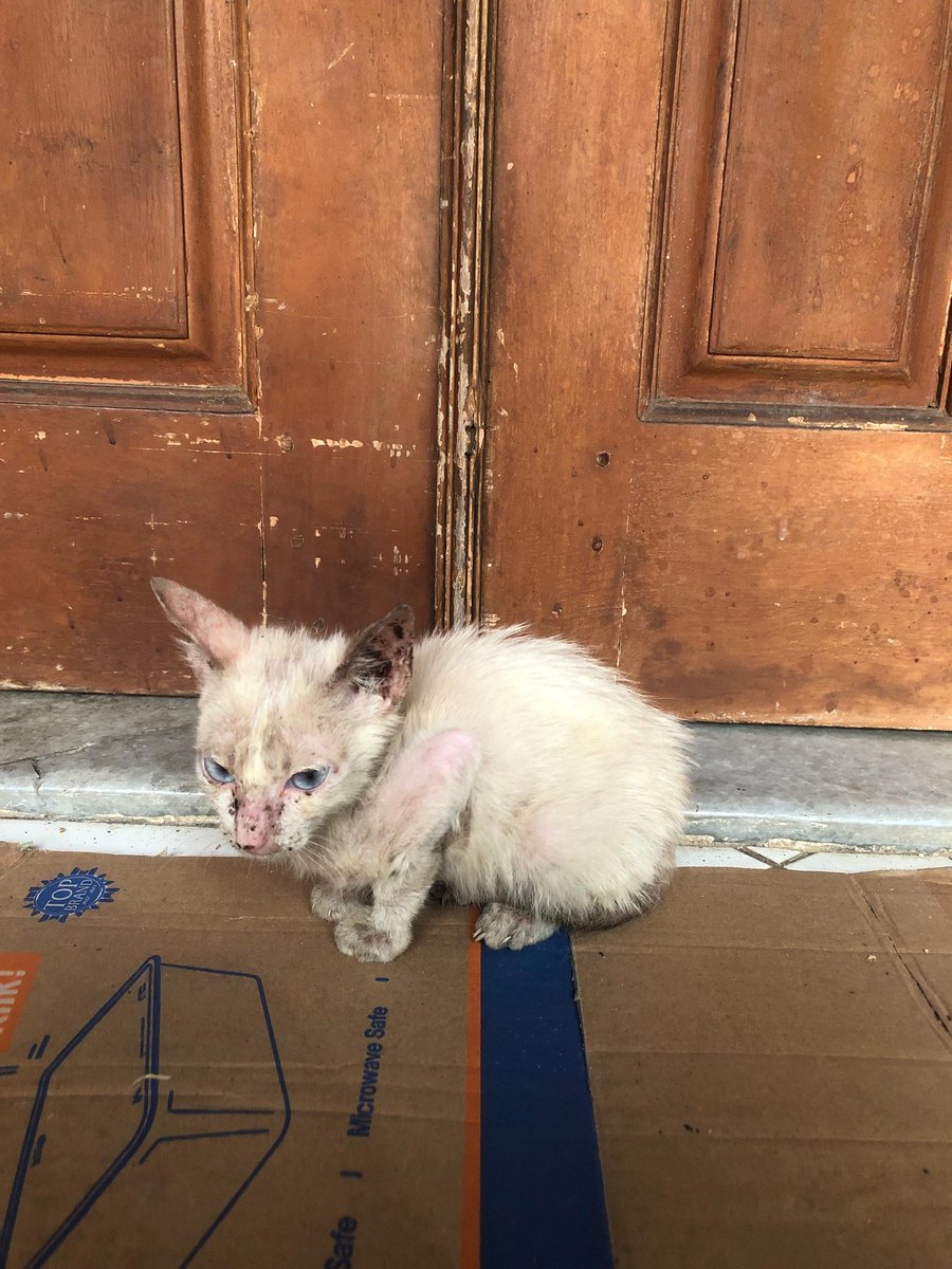 endorfine's tweet photo. TWITTER / X PLEASE DO YOUR MAGIC!

Ada kitten yg dateng tbtb ke kantor dan kondisinya sakit. Karena kantor aku gaboleh ada kucing jadi mungkin ada yang berkenan merawat? Soalnya kasihan kucingnya dipukul sapu, dilempar batu sama bocil seberang https://t.co/6xcdBvArko