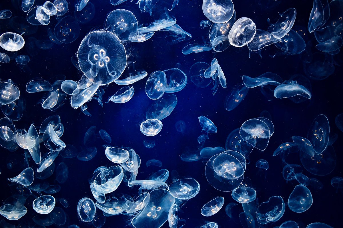 nisemon_camera's tweet photo. 宇宙”みたいな光景
#クラゲ
#水族館
#海月
#葛西臨海水族園
#写真好きな人と繋がりたい
#ファインダー越しの私の世界 https://t.co/H0kXL2pmCY