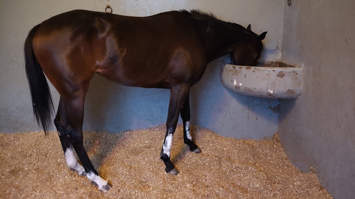Killoturf's tweet photo. Mañana dia 24/05 ponemos en pista en el @HipodromoMadrid en la 1ªCarrera a Evenstar (Cuadra 4C) con la monta de @DinisFerreira30 ,en la 3ªCarrera Gala'az (Cuadra San Marcos) con la monta de I.Melgarejo y en la 4ªCarrera Konfussion (Cuadra Edif) con la monta de @Nicodejulian https://t.co/G4AGwOrBKi