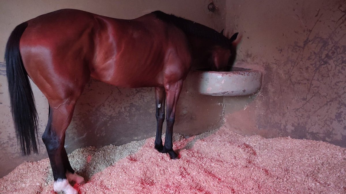 Killoturf's tweet photo. Mañana dia 24/05 ponemos en pista en el @HipodromoMadrid en la 1ªCarrera a Evenstar (Cuadra 4C) con la monta de @DinisFerreira30 ,en la 3ªCarrera Gala'az (Cuadra San Marcos) con la monta de I.Melgarejo y en la 4ªCarrera Konfussion (Cuadra Edif) con la monta de @Nicodejulian https://t.co/G4AGwOrBKi
