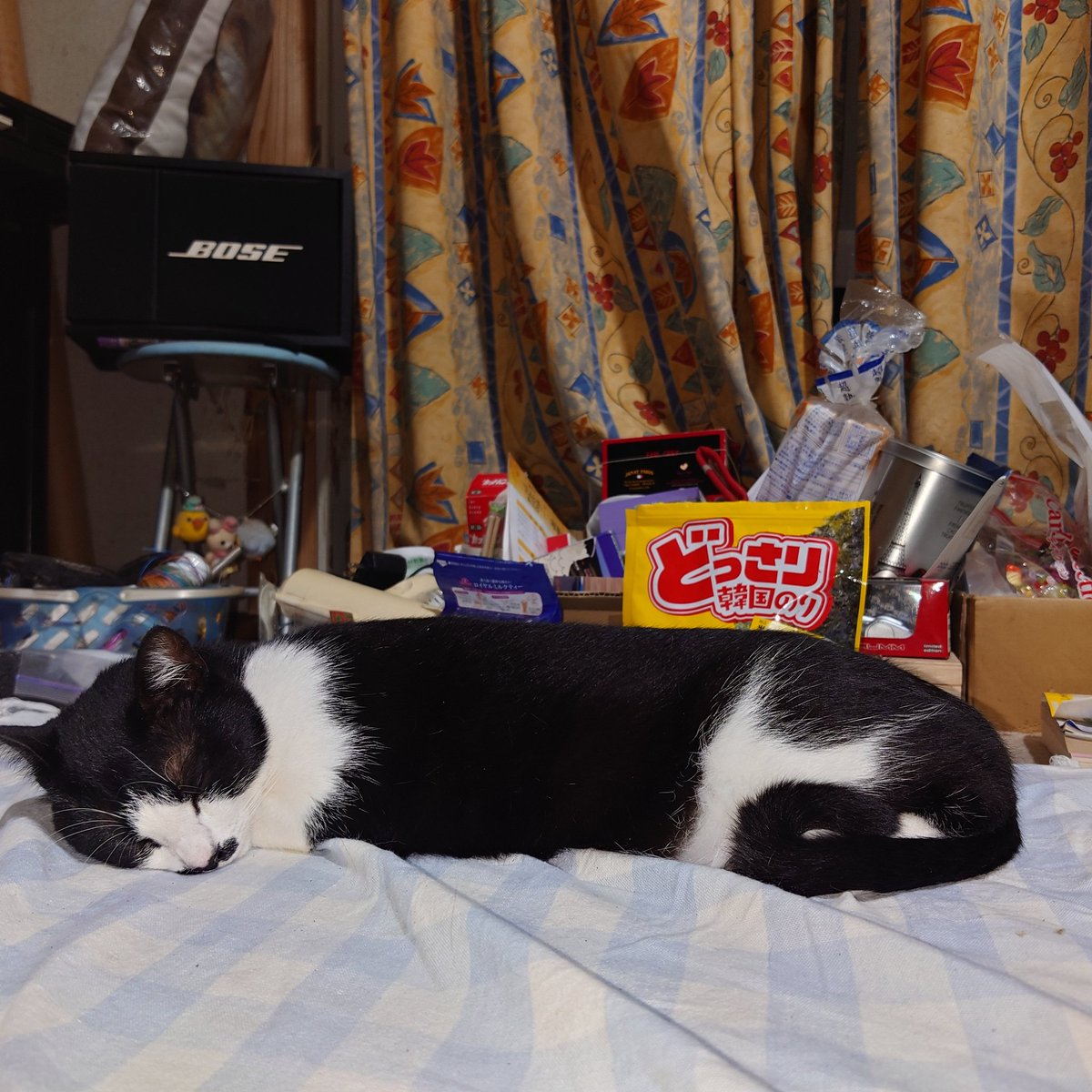 todaygenchan's tweet photo. もう夜も遅いからお休みなさい
また明日よろしくニャン😺
＃ネコ　＃猫　＃ねこ　＃ハチワレ　＃cat https://t.co/aDz27wjxRf