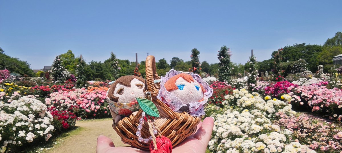 chierin71's tweet photo. 5/19📸京成バラ園
ミニもち達も🌹バラと📸
☺️スパコミでゲットした籠がミニもち二人入るのちょうど良くて😆
チャームも可愛く✨️お気に入り💖

カゴ・菅菅さん（@e_kankan ） https://t.co/zyOSsuE6Fv