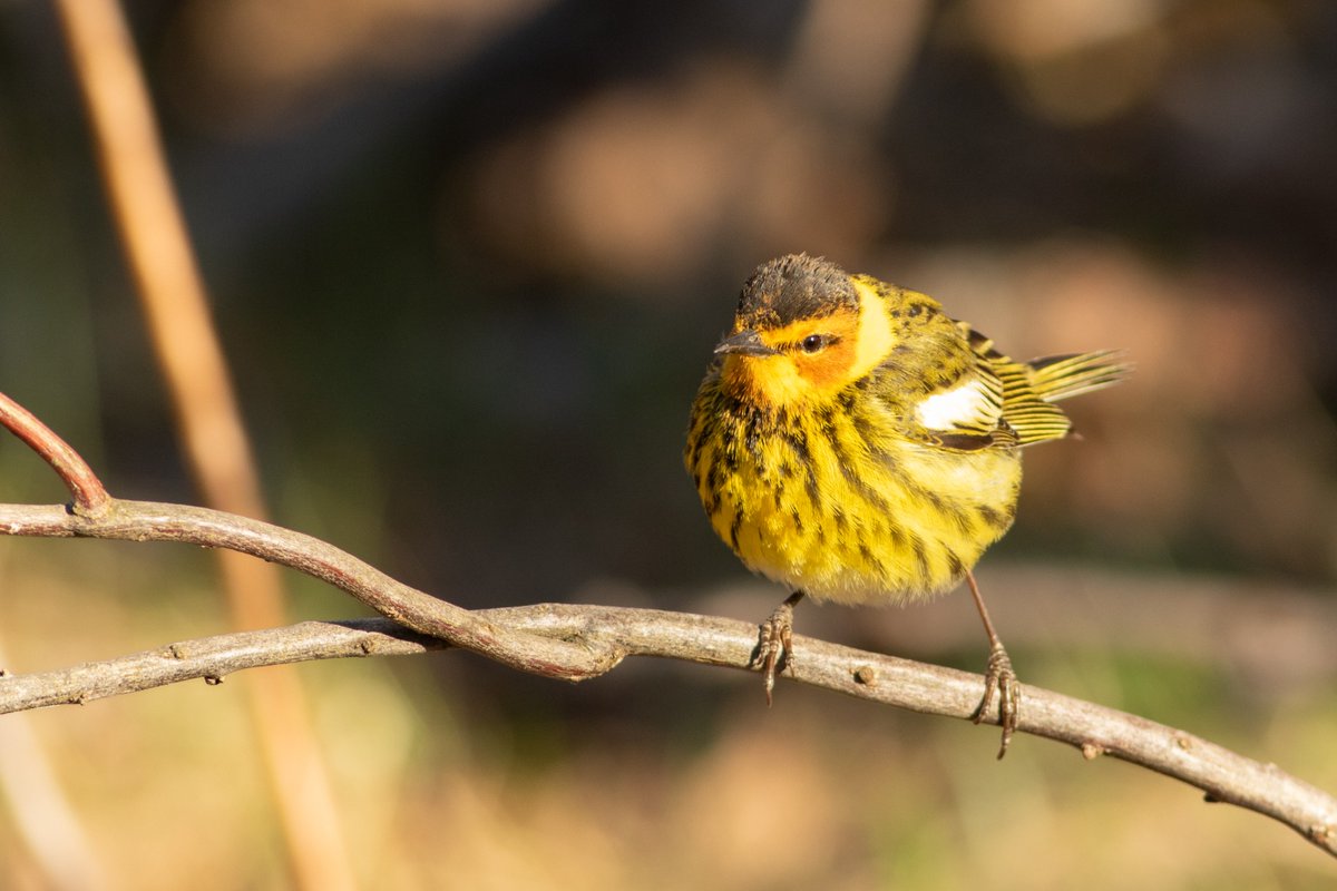 WPBO's tweet photo. Cape May Warblers are an impressive migrant, and a more common warbler species spotted at Whitefish Point in springtime.
📸Cape May Warbler | Sean McLaughlin https://t.co/Xt0VAfCxGP