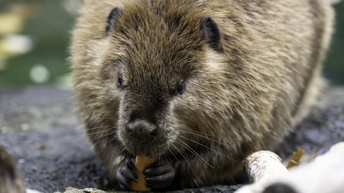 PghZoo's tweet photo. For the all-American weekend, we’re highlighting American Beavers! Two beavers, Alice &amp; Nugget, call the Zoo home. As the largest rodents in North America, their dams help maintain ecological balance in nature. See our beavers during Red, Wild &amp; Blue Day: https://t.co/SADnEQehNH https://t.co/p4Byr0ts9D