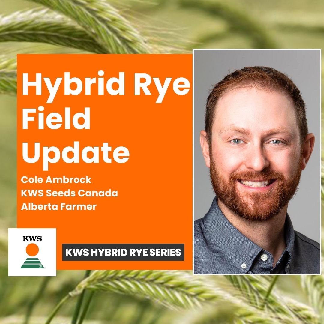 TracyMBrunet's tweet photo. What happens when you plant hybrid rye into extremely dry fall conditions… and then wait?

In this new episode of The Impact Farming Show, I sit down with Cole Ambrock from KWS Seeds Canada for a conversation that blends agronomic insight with real on-farm experience.

Cole brings a unique perspective to the discussion — not only does he work with hybrid rye professionally, but he also grows it on his own Alberta farm.

In this episode, we discuss:
•Why he chose to plant hybrid rye in the first place
•Seeding into dry fall conditions with little to no moisture
•Staying confident through uncertainty
•Digging through snow in mid-November to assess the crop
•Winter survival and spring performance results
•Key lessons for farmers considering hybrid rye under challenging conditions

This is a practical, honest conversation about resilience, risk, and what growers can learn from one of the toughest establishment scenarios possible.

🎧 Tune in now to hear Cole’s firsthand experience and insights.
https://t.co/ASXkWwZF9E

••••••••••••••••••••
🙏 A big thank you to this episode’s spotlight partner: KWS Seeds Canada
🌐https://t.co/of4X7ZpW8z
@kwscanada

#ImpactFarming #HybridRye #KWSSeedsCanada #Agriculture #Farming #CanadianAgriculture #PrairieFarming #CropProduction #AgInnovation #FarmLife #Rye #Agronomy #WesternCanadaAgriculture
