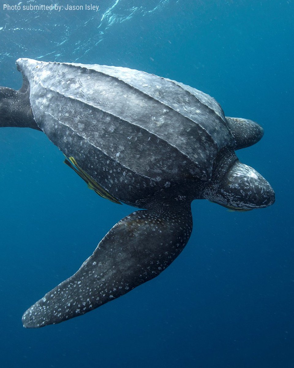 NatureCanada's tweet photo. Happy World Turtle Day! Did you know that Canada is home to eight native species of freshwater turtles and four species of marine turtles each vital to our ecosystems? 

Turtles are highly active and frequently cross roads to nest from May through October, with nesting peaking in June. Reduce your speed on roads and keep a sharp eye out, especially near wetlands and in rural or suburban areas.

📸 Have some turtle shots you wanna share? Submit your nature photos in our #NCPhotoContest26 today!