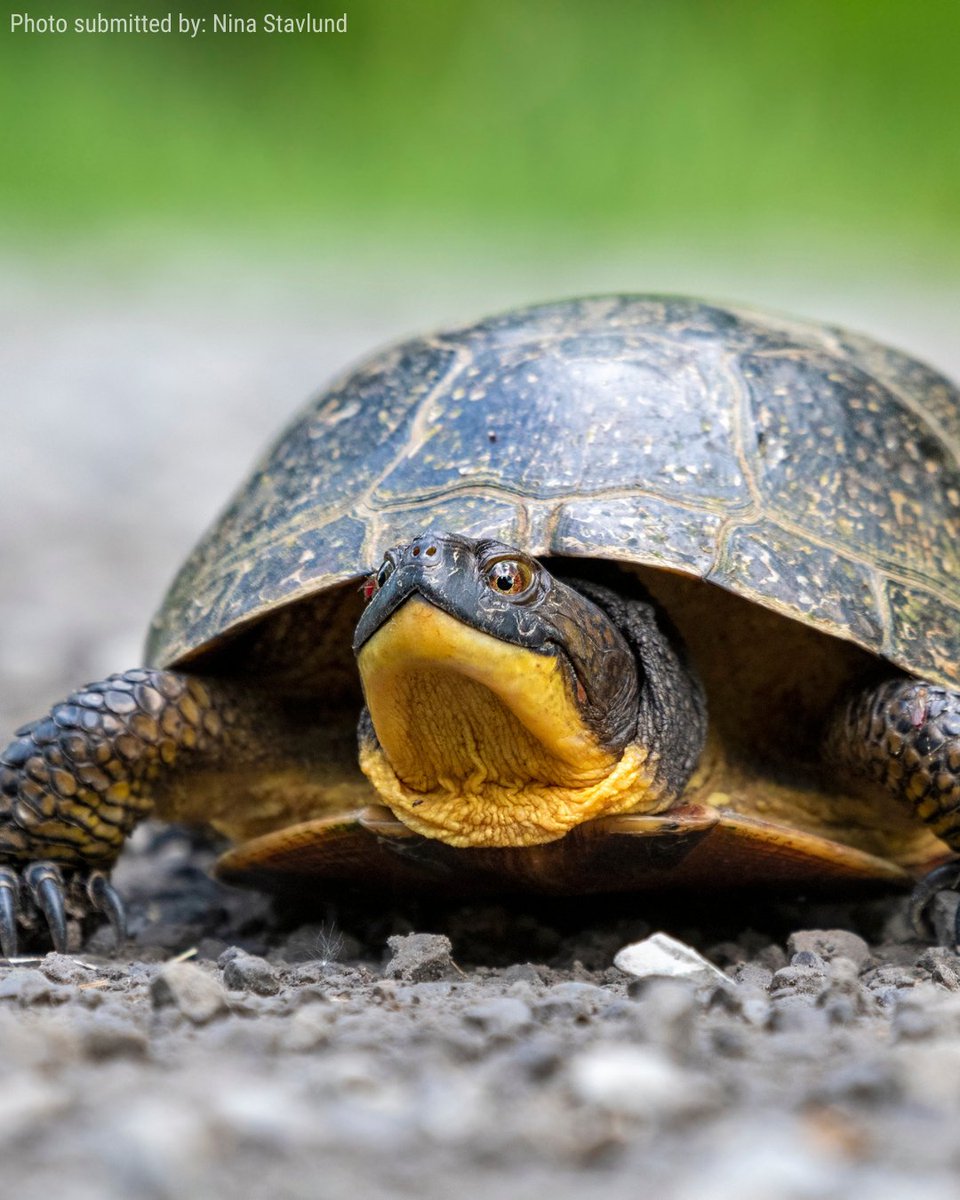 NatureCanada's tweet photo. Happy World Turtle Day! Did you know that Canada is home to eight native species of freshwater turtles and four species of marine turtles each vital to our ecosystems? 

Turtles are highly active and frequently cross roads to nest from May through October, with nesting peaking in June. Reduce your speed on roads and keep a sharp eye out, especially near wetlands and in rural or suburban areas.

📸 Have some turtle shots you wanna share? Submit your nature photos in our #NCPhotoContest26 today!