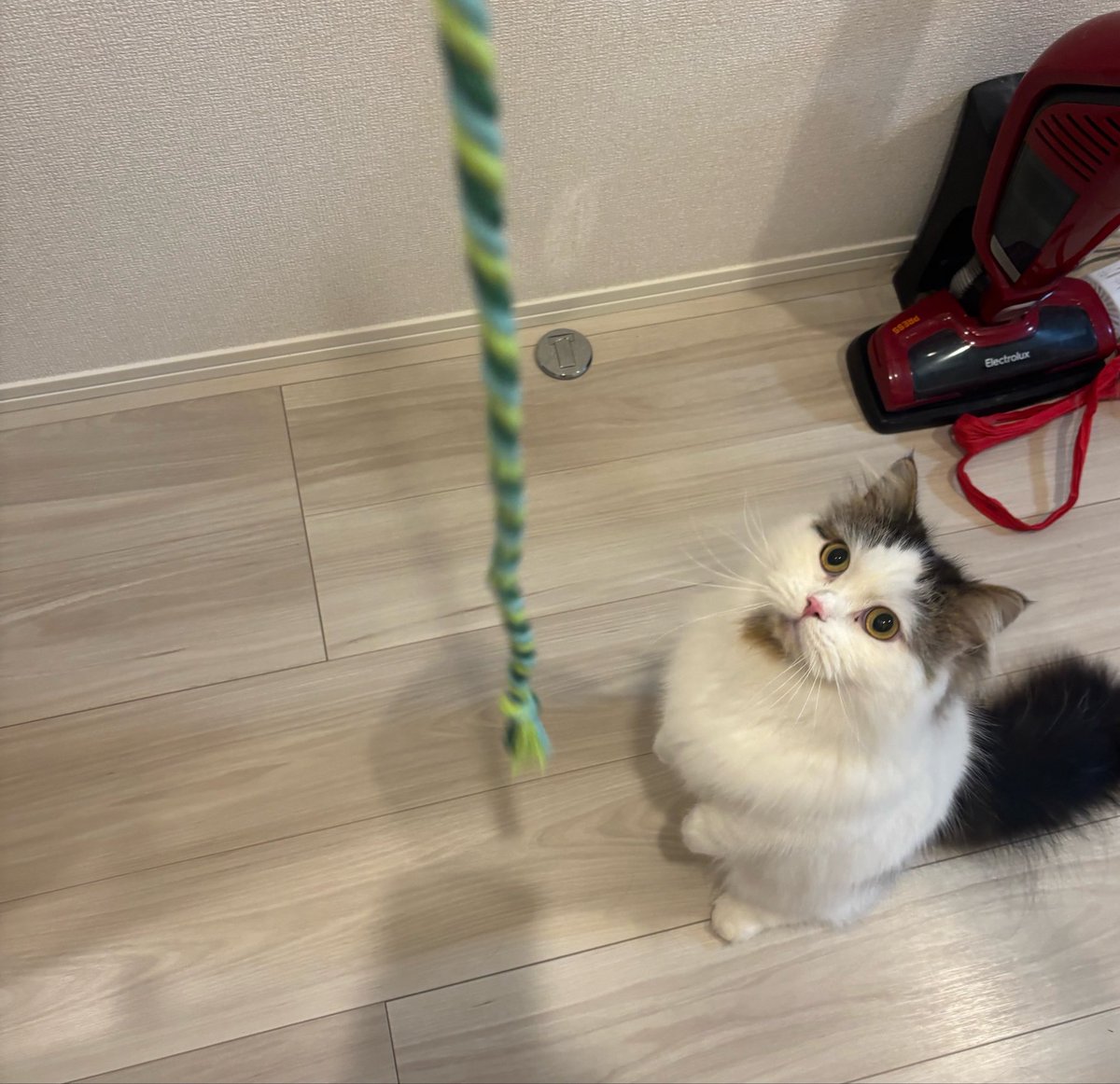 あやか‧₊˚ ೨ৎ___ﾙﾜ tweet media