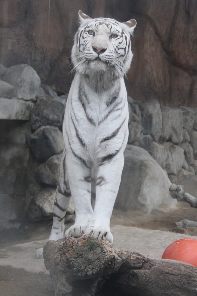 ソルティ🐯立ち姿が🥰🤩 2026.5.23 #東武動物公園 #ホワイトタイガー