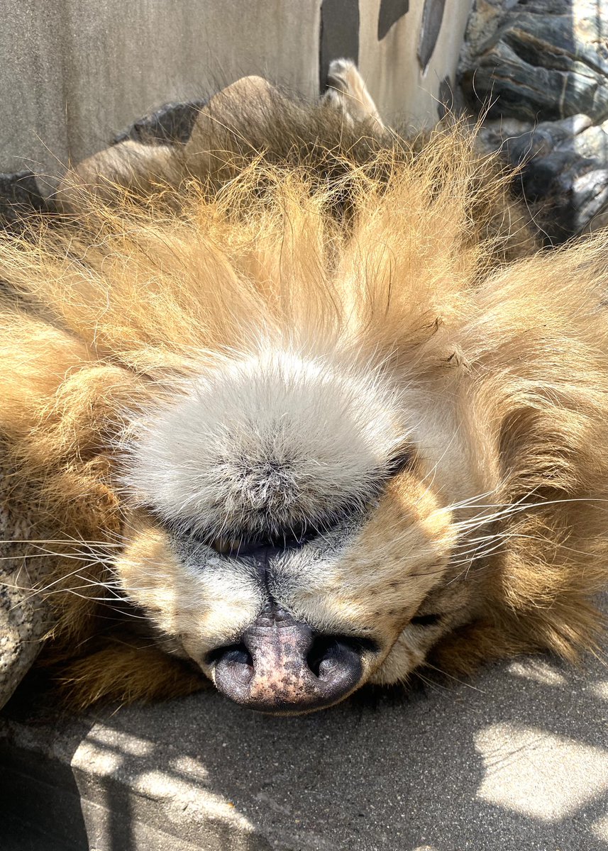 周南市徳山動物園(公式) tweet media