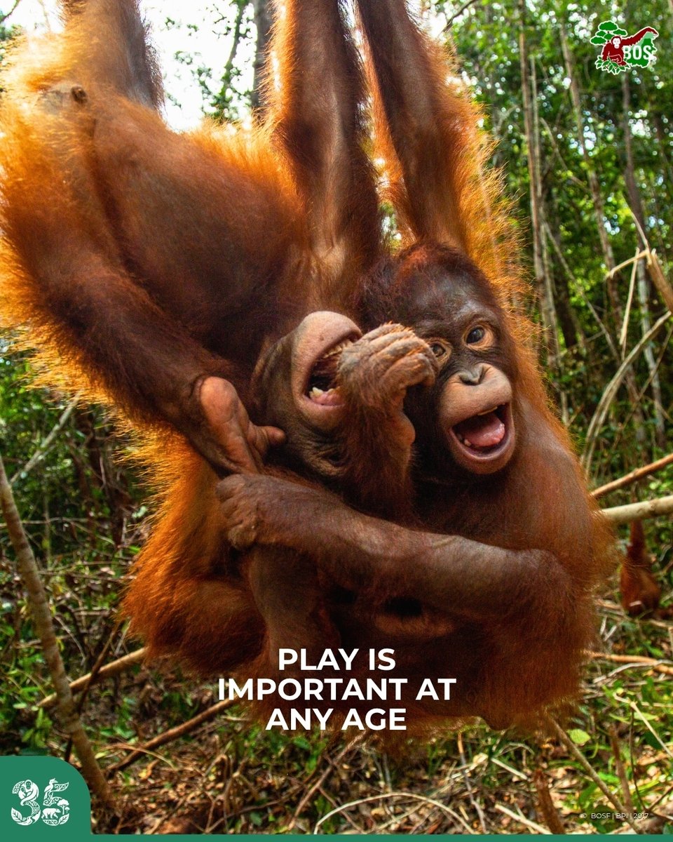 BOSUSA2's tweet photo. We're wrapping up #MentalHealthWeek with some lessons we can learn from orangutans 🧡 Allow the wildlife to remind us that sometimes the simple things help with wellbeing. https://t.co/hWdsPzcnrR