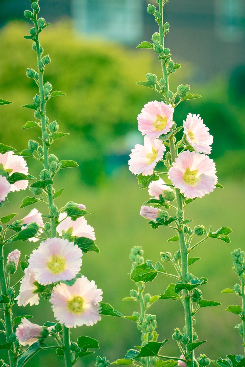kuroseshingoart's tweet photo. 西陽を浴びる花々。
SONY α7Ⅳ
TAMRON 28-300mm F4-7.1 A074 E
#花
#写真
#カメラ
#sonyphotogallery
#sonyalpha7 https://t.co/VqCfqkzhQ5