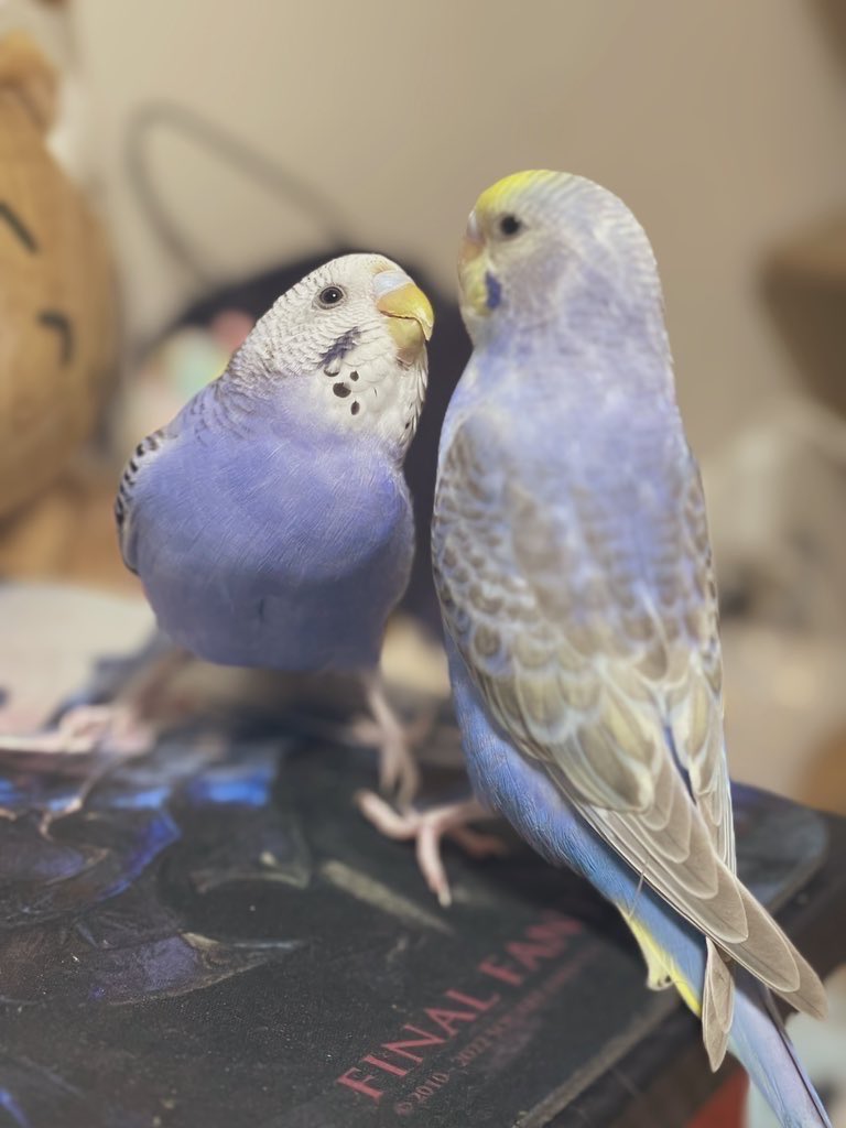 しおん☽ tweet media
