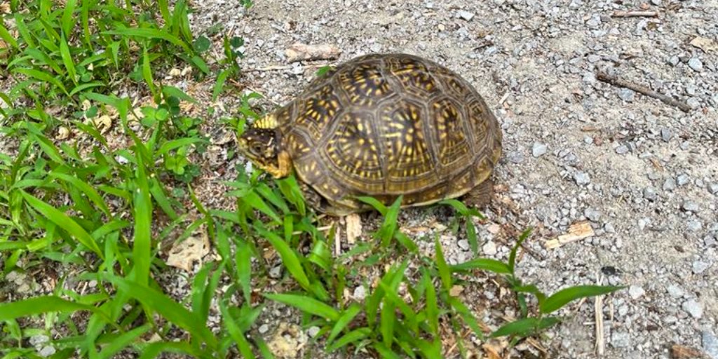 mostateparks's tweet photo. Happy #WorldTurtleDay! How are you "shell-abrating?" Come out of your shell and tell us! https://t.co/CovmYPjnrb