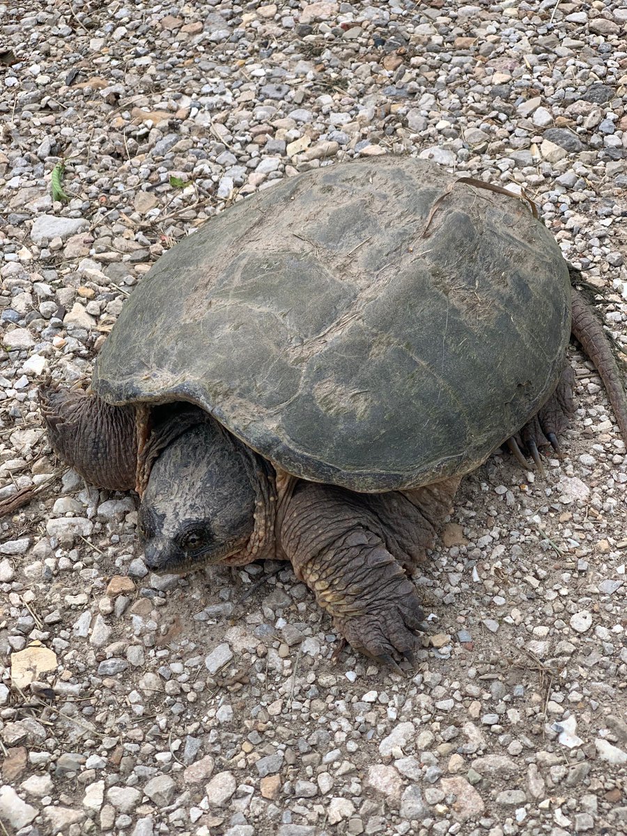 mostateparks's tweet photo. Happy #WorldTurtleDay! How are you "shell-abrating?" Come out of your shell and tell us! https://t.co/CovmYPjnrb