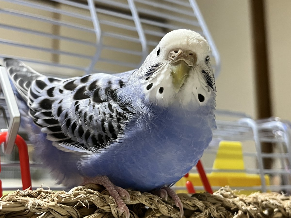 Dominique(ドミニク又はドミ肉) tweet media