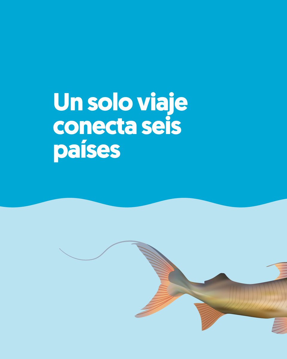 Aguas Amazónicas tweet media