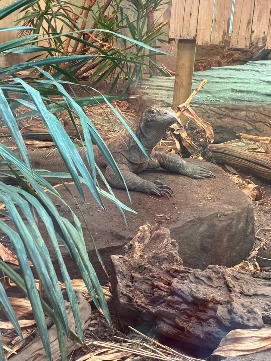 Cardinal_Newman's tweet photo. This half term has been busy and started with a trip to Chester Zoo for Y7 https://t.co/jziCQXUZ0G
