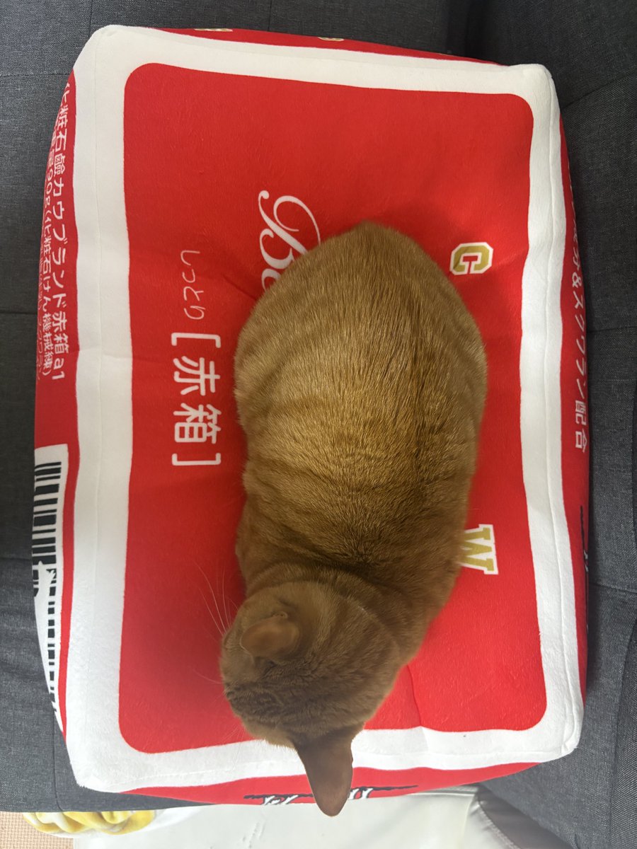 aya811s's tweet photo. #牛乳石鹸
#猫　#ねこ https://t.co/Z7g63hTFU5