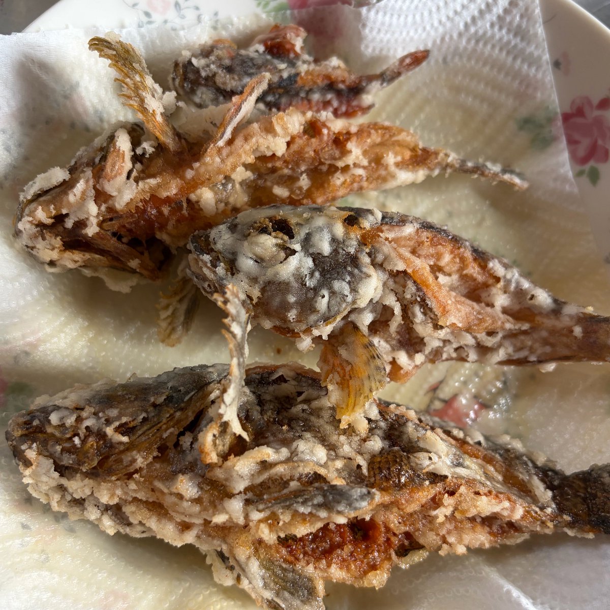 sa__39__'s tweet photo. 初釣り🎣🫶
カサゴの唐揚げ食べたいという夢叶った✨️
またカサゴの唐揚げ食べたいから近いうちに釣り行きたい🫶🫶 https://t.co/eNnwuSDeH8