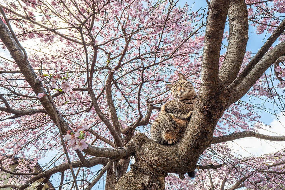 yasuyuki_saka's tweet photo. ねこ。 #猫 #ねこ #cat #猫写真 https://t.co/h258Td9FyV
