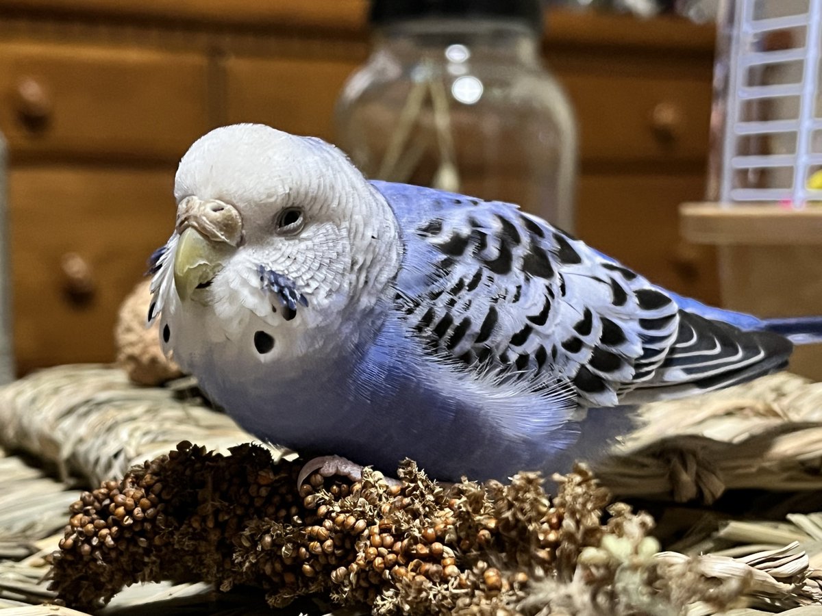 Dominique(ドミニク又はドミ肉) tweet media
