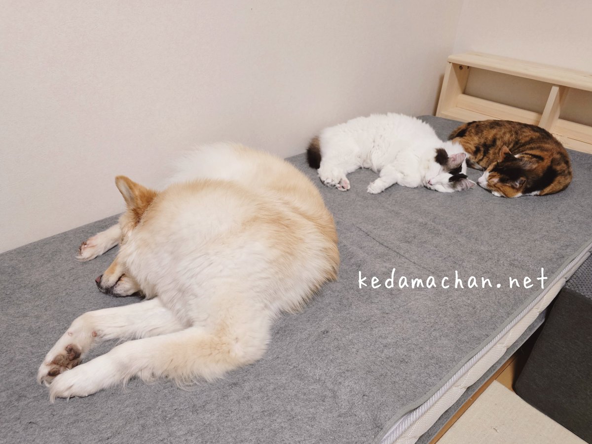 雑種犬つるちゃん🐶と猫🐱🐱 tweet media