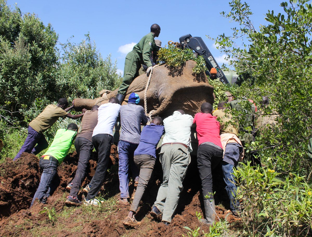 Kenya Wildlife Service tweet media